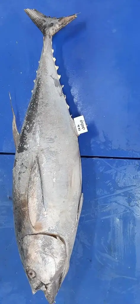 Замороженный желтый плавник тунца, круглая и обжаренная