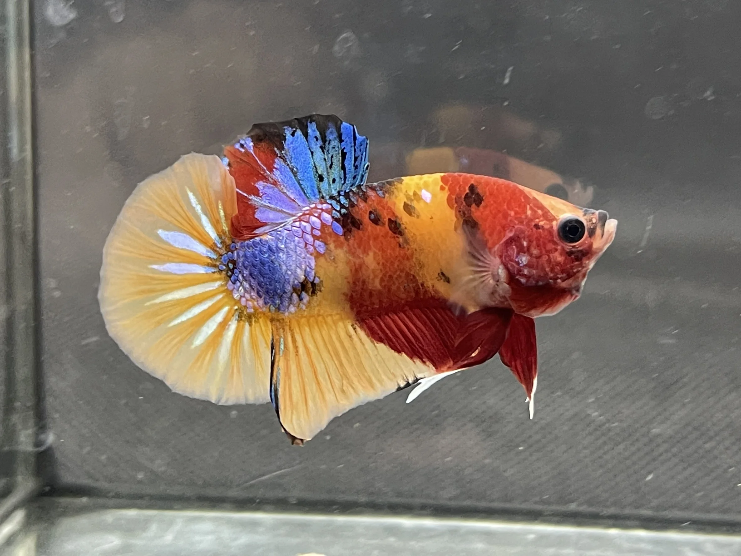 HMPK YELLOW NEMO BETTA FISH - Multicolor Thailand Betta Fish Premium Quality Plakat Siamese Fighting Fish Ornamental Aquariums