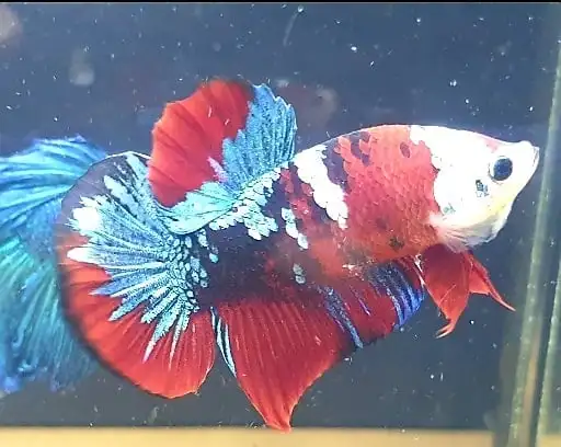  Цветной тайский Бетта-рыбка Полумесяца Премиум-Качества плакат сиамский