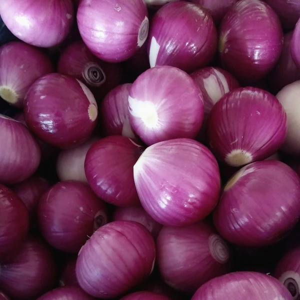 Fresh Onions Egyptian Premium Grade Fresh Big Golden Yellow Onions With Cheap price