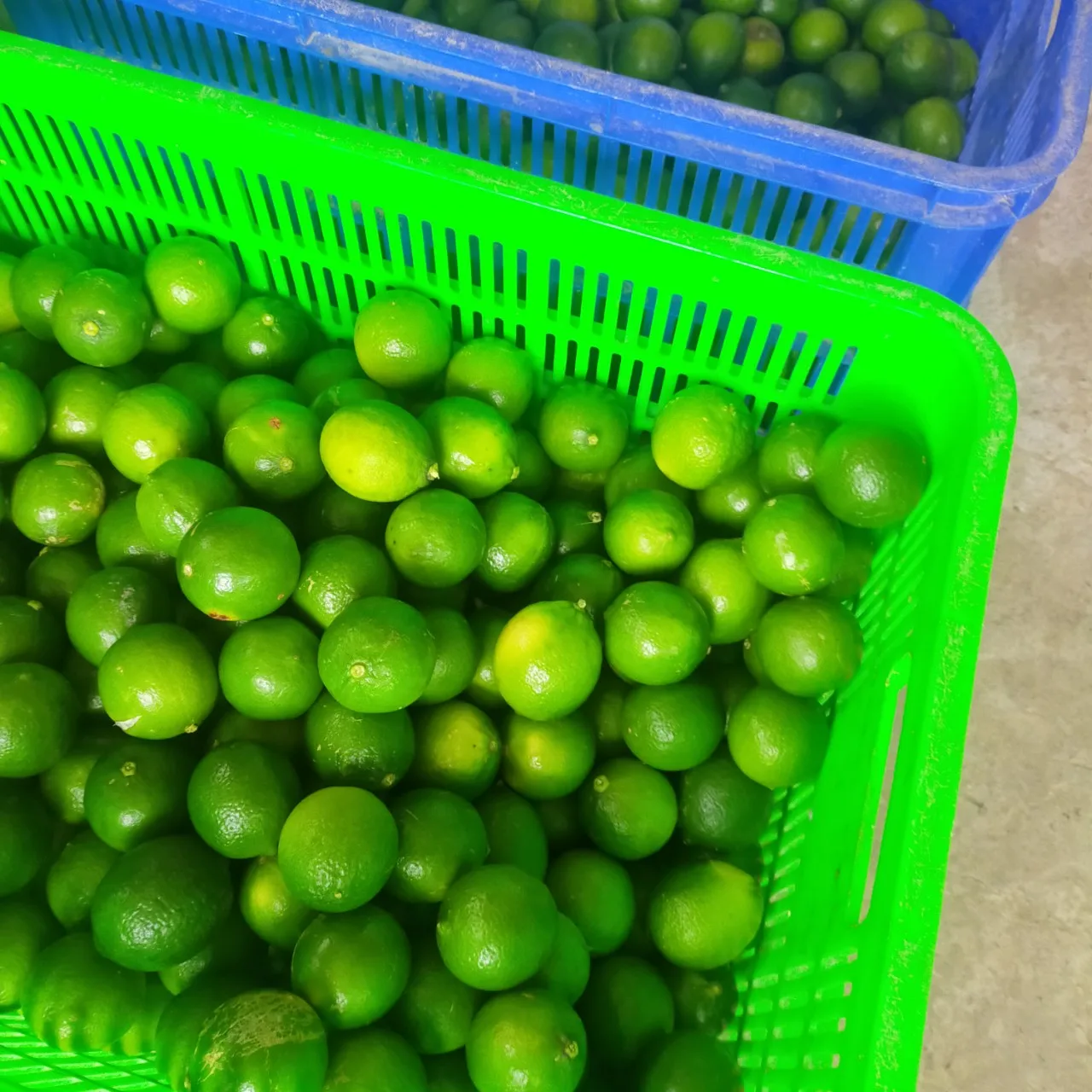 Fresh Citrus Fruit Seedless Lime from Vietnam Cheap Price FRESH SEEDLESS Wholesale GREEN LEMON Raw Origin