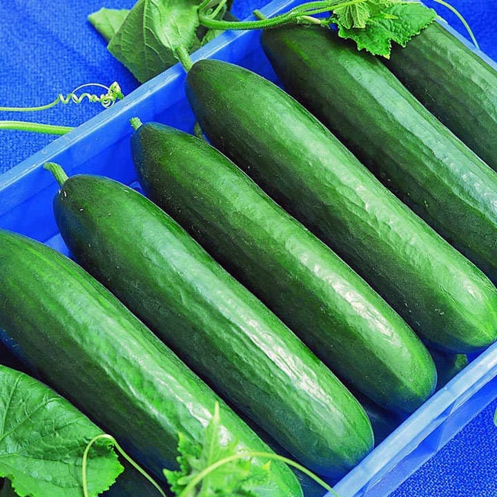 
Fresh Vegetables Green Cucumber from Vietnam ready for export 