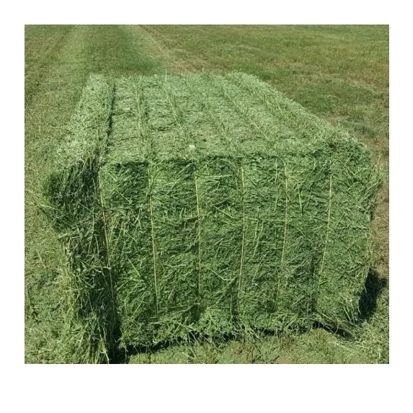 Top Class  Quality Alfafa Hay for Animal Feeding Stuff Alfalfa / Timothy Hay / Alfalfa Hay from Germany
