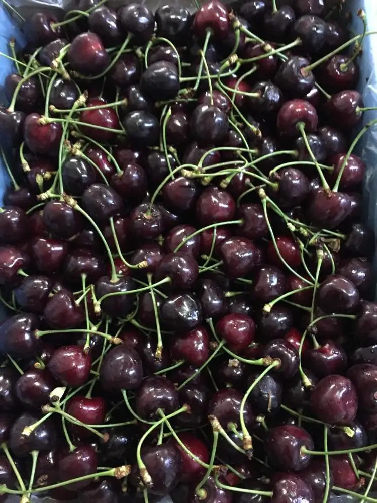 Premium grade Cherries Fresh Cherry Fruit