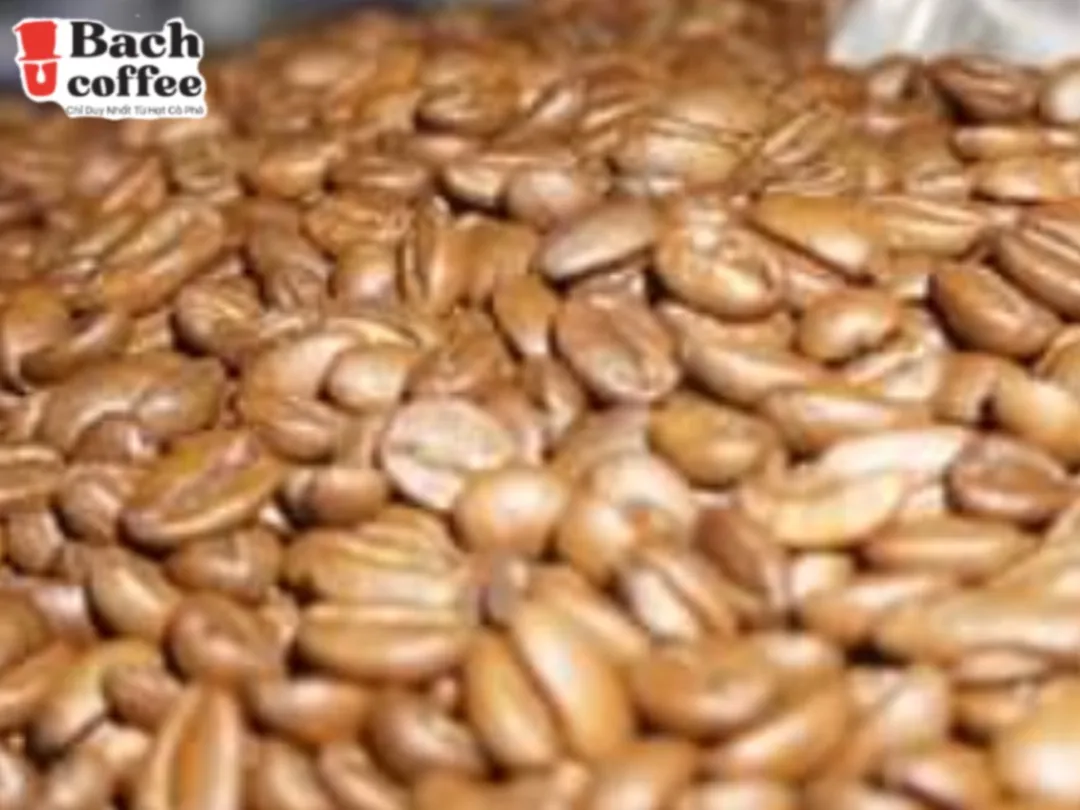 Органические легкие жареные зерна кофе-лучшие Эспрессо-справедливая торговля-сверхздоровая Арабика для максимальной производительности