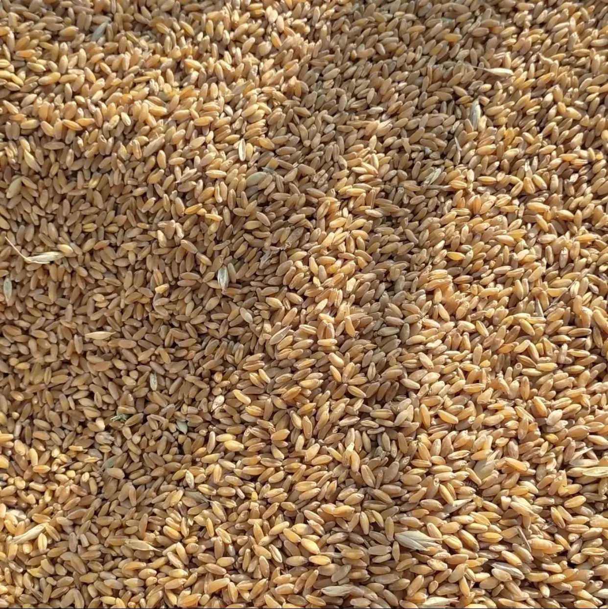 Высокое качество премиум класса жесткий пшеничные зерна для человеческого потребления