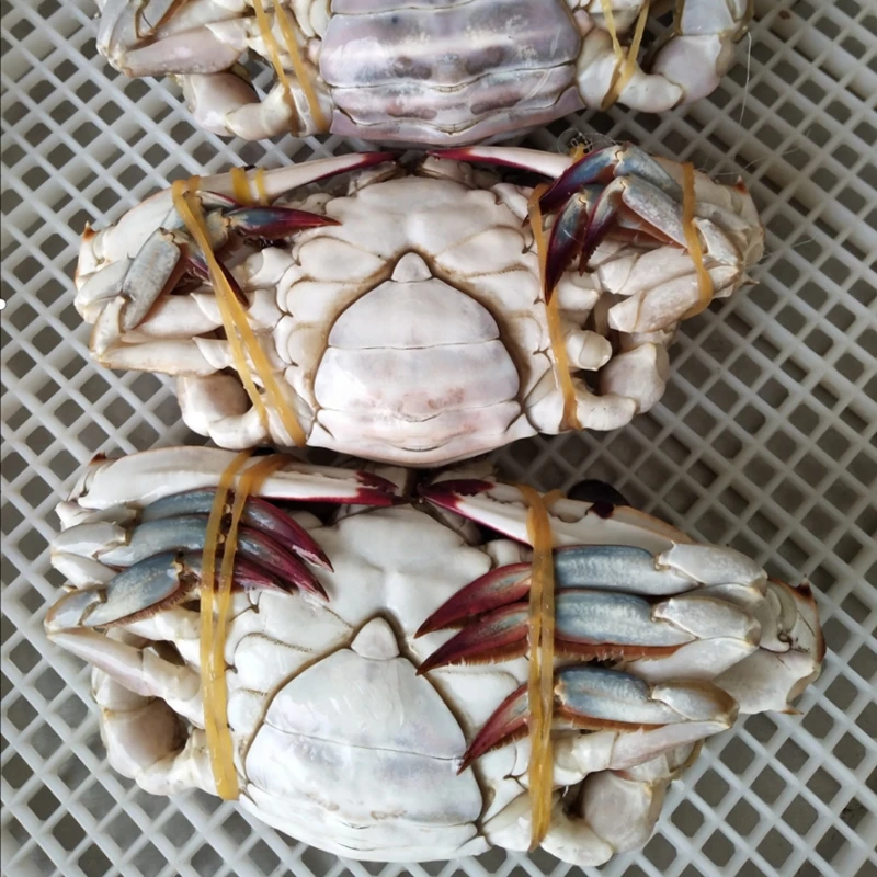 100% Hot sale Best quality frozen cut swimming