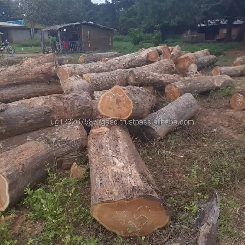 Premium 1/3 Hardwood Pine Logs and Lumber High Quality Sawn Timber Flooring Decking Plywood Materials