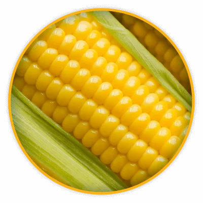 Viet Nam canned yellow corn Ms Holiday +84-845-639-639