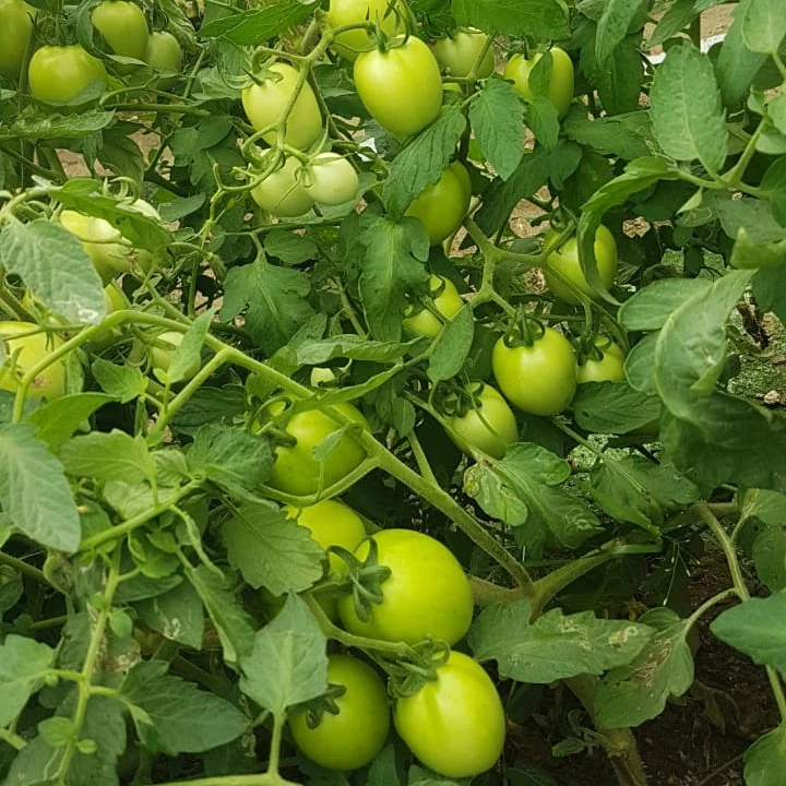  Гибридные семена томатов 3030 для посева квадратного круглого пакета 10 г Африки