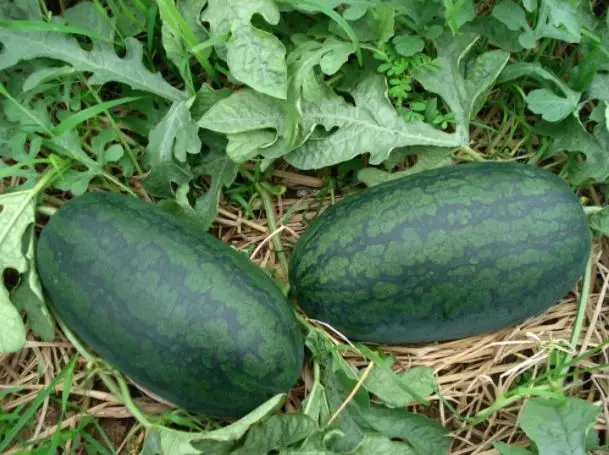 Свежие арбузы, выросшие во Вьетнаме, очень свежие, сладкие и энергетические каждый день