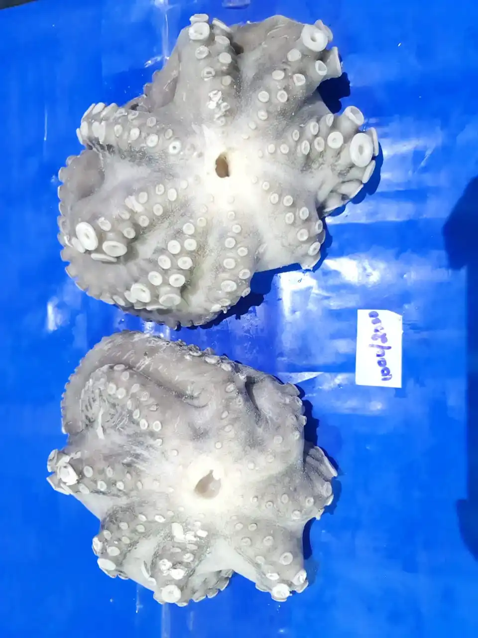 Frozen Octopus long arm whole cleaned IQF from India