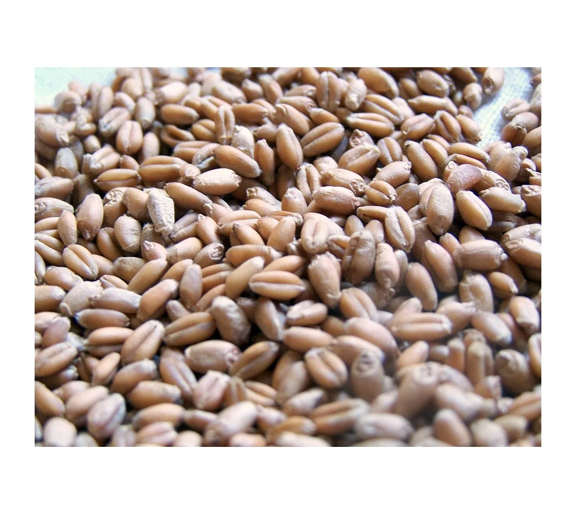 High Quality Wheat Grain Soft  Wheat at Wholesale Price