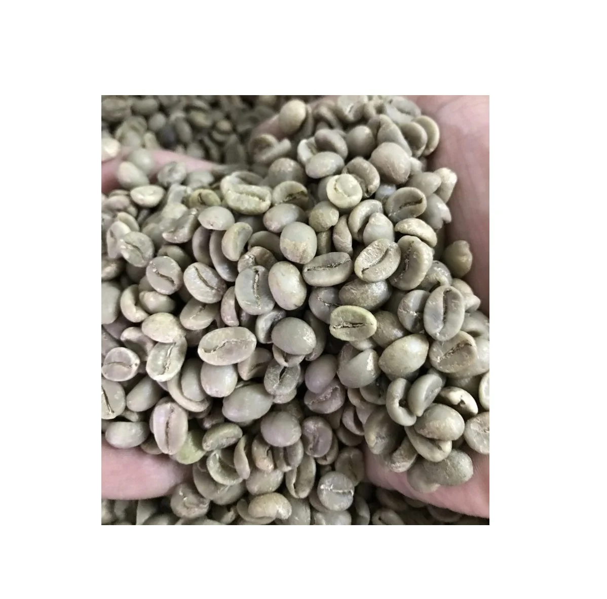 Кофе в зернах ARABICA GEEN SC16 SC18 (PITA + 8 797987481)