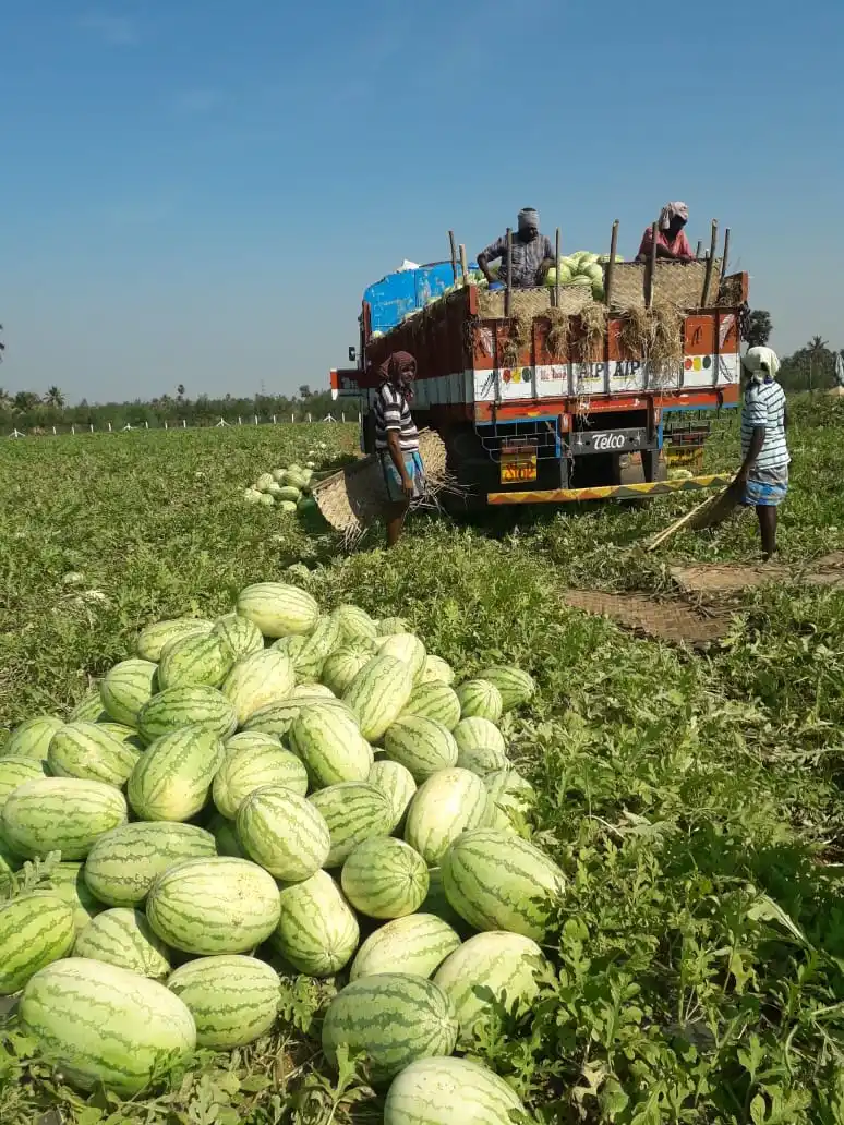  Гибридные семена арбуза Alfa F1 по оптовой цене от 8 до 12 кг