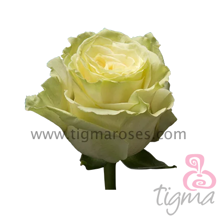 Эквадор свежие резные цветы розы