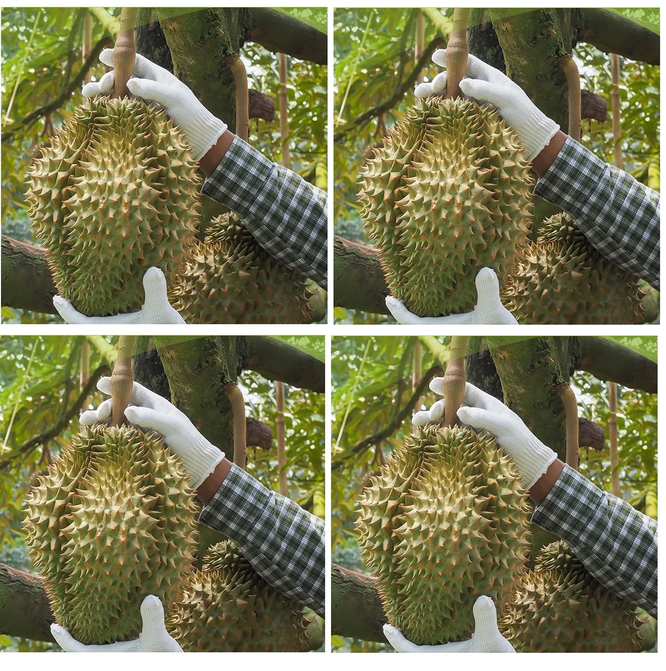 
Sweet and Fresh MonThong Durian fruit thailand With Weight 2 - 4 kgs and Size 20 - 30 cm 
