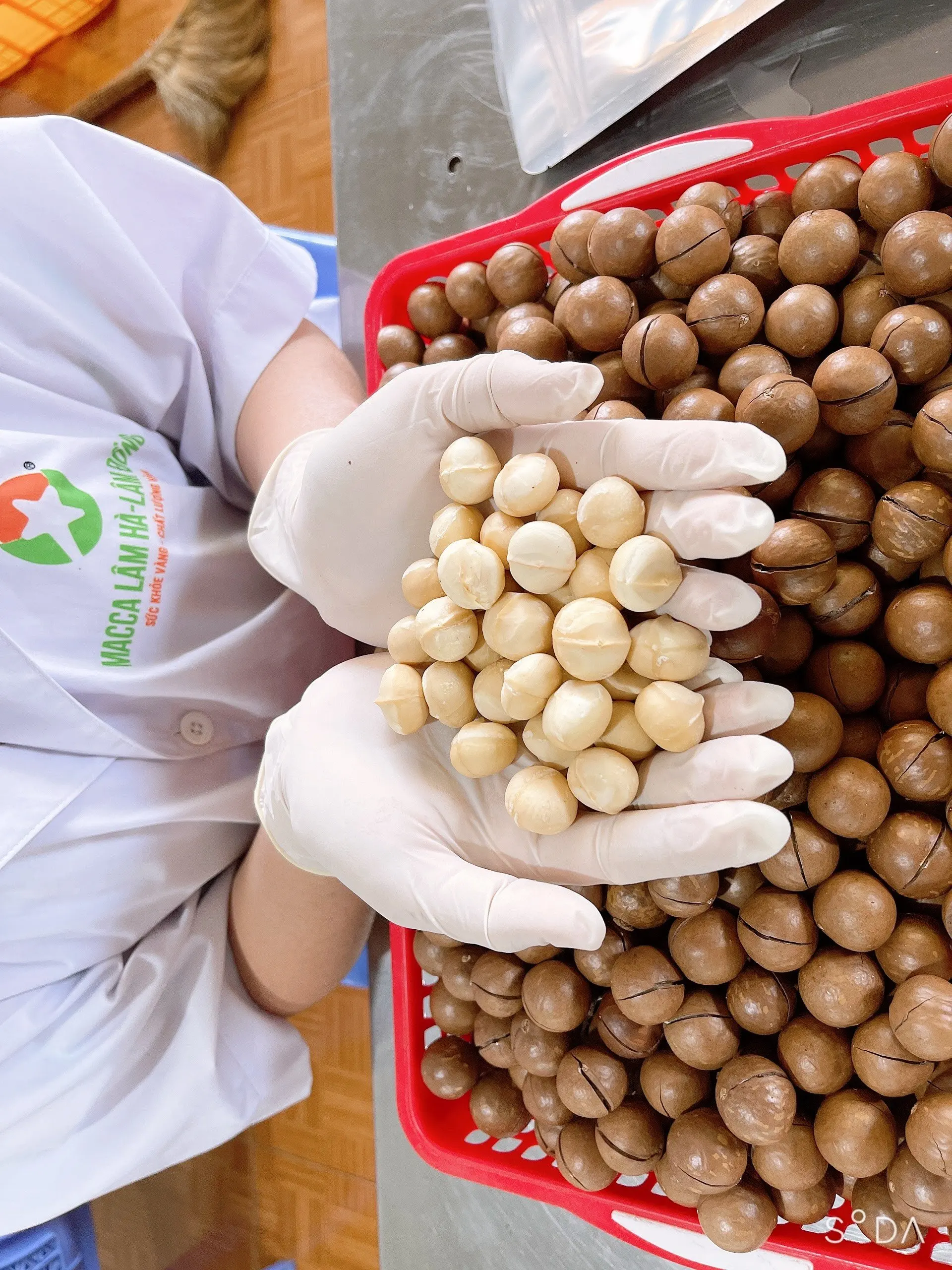 ISO Certification Dry Cracked in Shells 12 months shell life Organic Cultivation Type Macadamia kernel from Vietnam