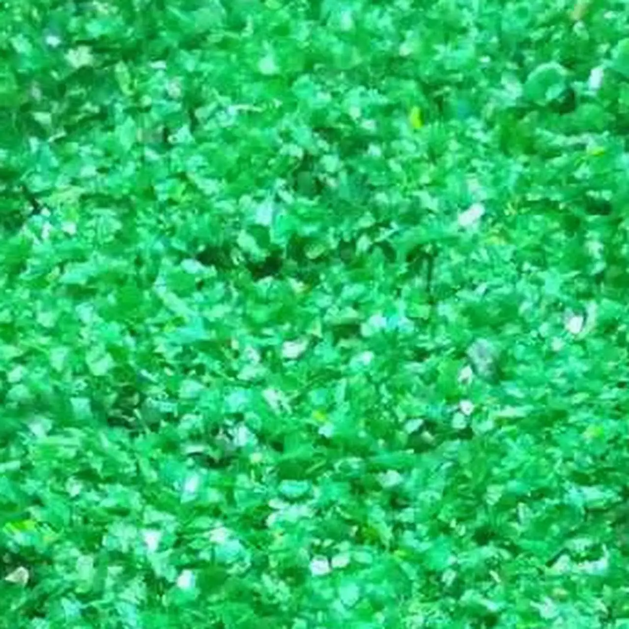 100% ориентированные на экспорт хлопья ПЭТ из бангладеш