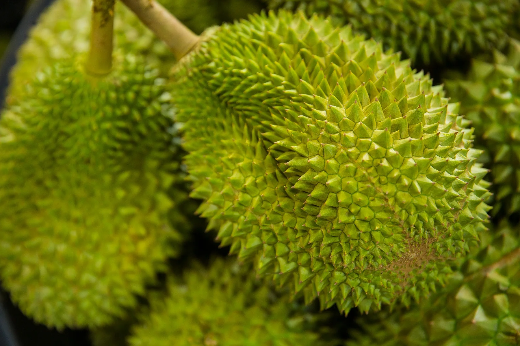 
Best Seller Fresh Durian Musang King AA D197 from Top Malaysia Durian Fruit Supplier 