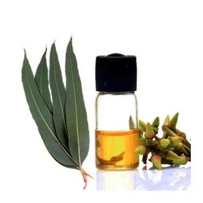 Pharmaceutical Grade Eucalyptus Fragrance Oil Low Price Blue Gum Eucalyptus Flavor Oil