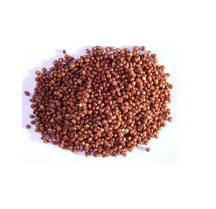 Семена сорго, зеленого проса, ячменя, семена нута и канолы для продажи по очень низким ценам