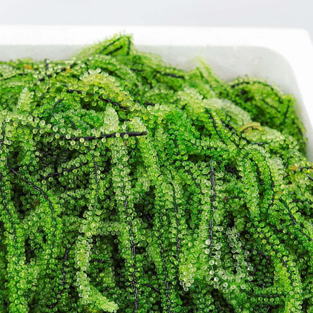 
Cool Places Storage Edible Seaweed Natural Sea Grapes 20Kg Weight For Health And Beauty 