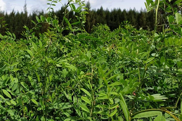 Natural Deep Blue Hair Dye Indigo Powder Professional BIO Hair Color Manufacturer