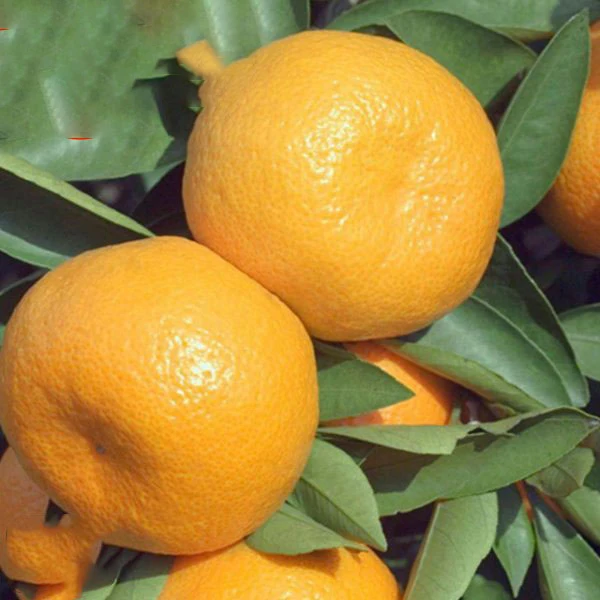 FRESH valencia orange Pakistan
