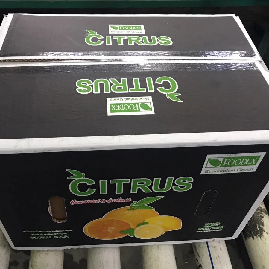 Premium quality Egyptian Fresh Navel Orange 15 kg carton box Wholesale market prices for export from Egypt