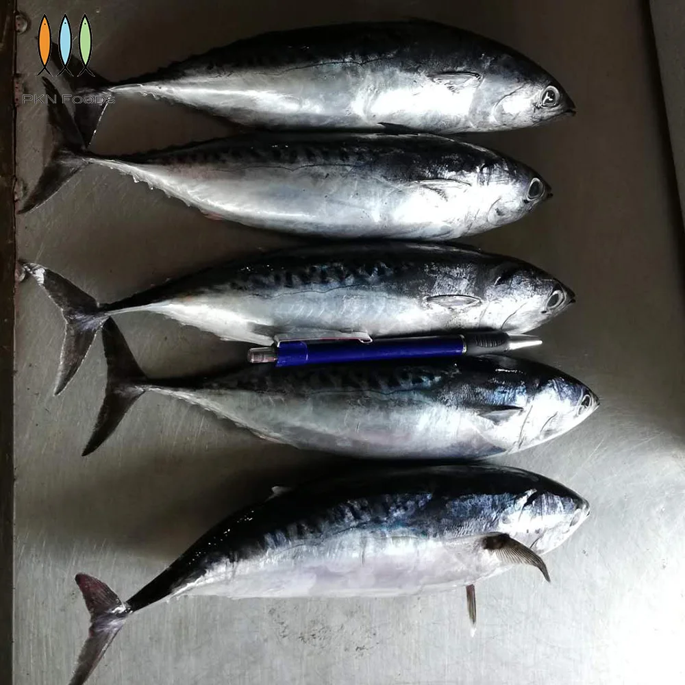 Frozen IQF BLOCK Seasonal Fresh Whole Body Nature Auxis Rochei Bonito with Box Packaging From Vietnam