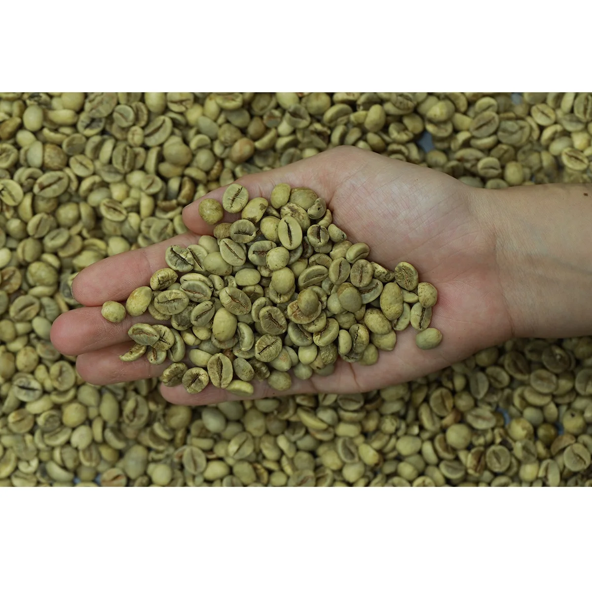 Best Choice Wet Washed Wet-polished (A18CBU-B) Arabica Green Coffee Beans From Vietnam