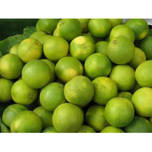 Fresh mausammi fruit sweet-lime worldwide supply from India