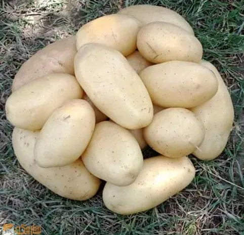 Новинка 2021, свежий урожай овощей, высокое качество, Лучшая цена, 100% органический желтый куриный картофель