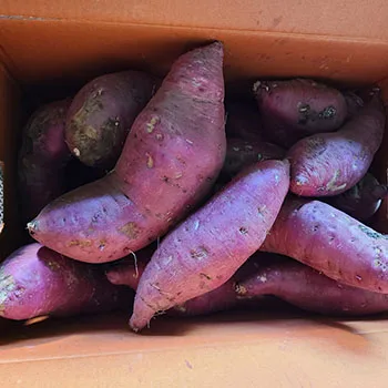 Korean Honey Sweet Potato