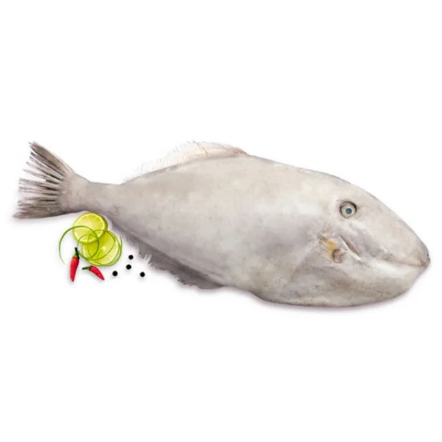 Frozen Leather Jacket Fish With High Quality and Competitive Price from Asia-Wholesale & Retail Whole or Processed on request