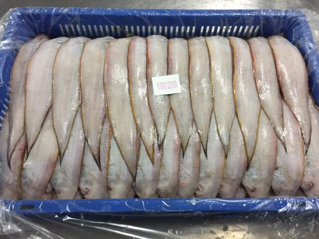 FRESH FROZEN SOLE FISH SIZE 100/200    200/300  SEAFOOD EXPORTERS TRADERS SUPPLIERS