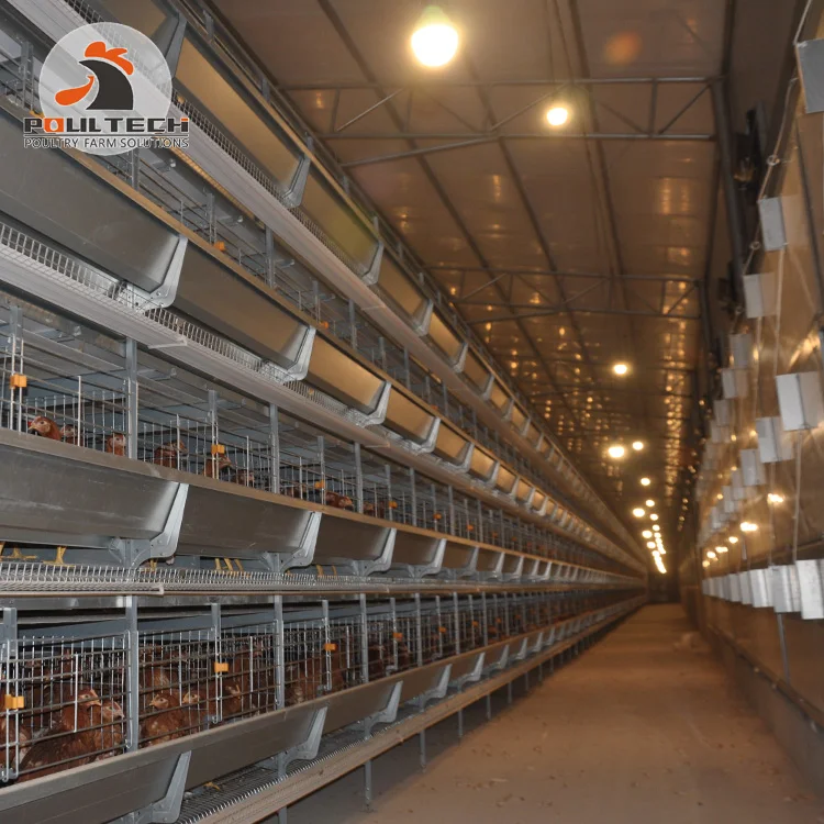 Новое поступление-ловушка для устриц оборудование птицефабрика продажи в Гане 200 слой клетка 4 яруса автоматическая яйцо куриное