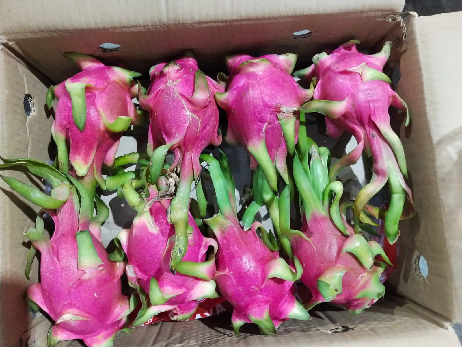 VIETNAM DRAGON FRUITS GREAT APPEARANCE FOR TRADERS WHATSAPP WECHAT VIBER 0084326572671