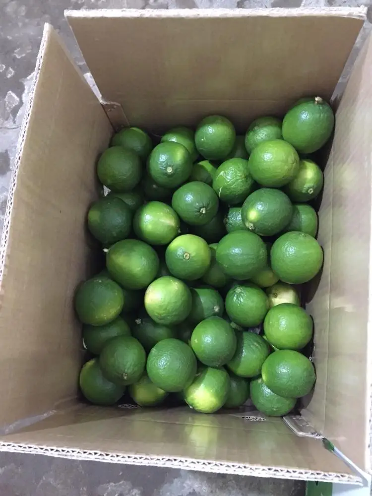 FRESH LIME LEMON_GOOD QUALITY from VIETNAM GREEN FRESH Maturity Seedless 6kgs-8kgs 0.016 Kg a Grade 4-5cm TT LC