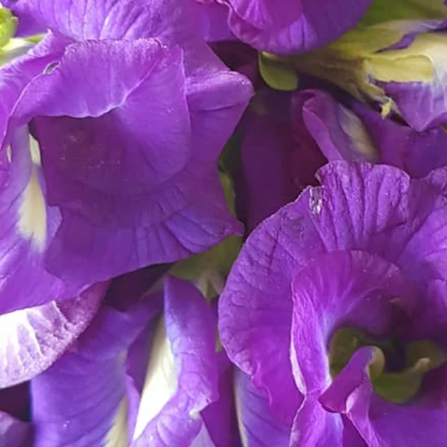 Dried Butterfly Pea Flower  High Quality Thailand
