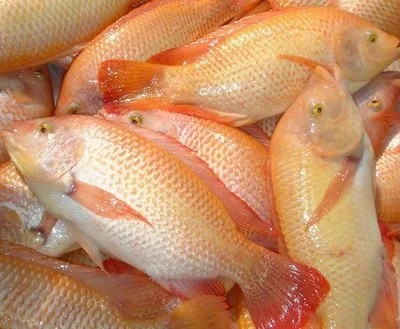 Best Wholesale Frozen Red Tilapia Fish from Vietnam (Thai Lien Company, Ms Phuong: +84789196389)