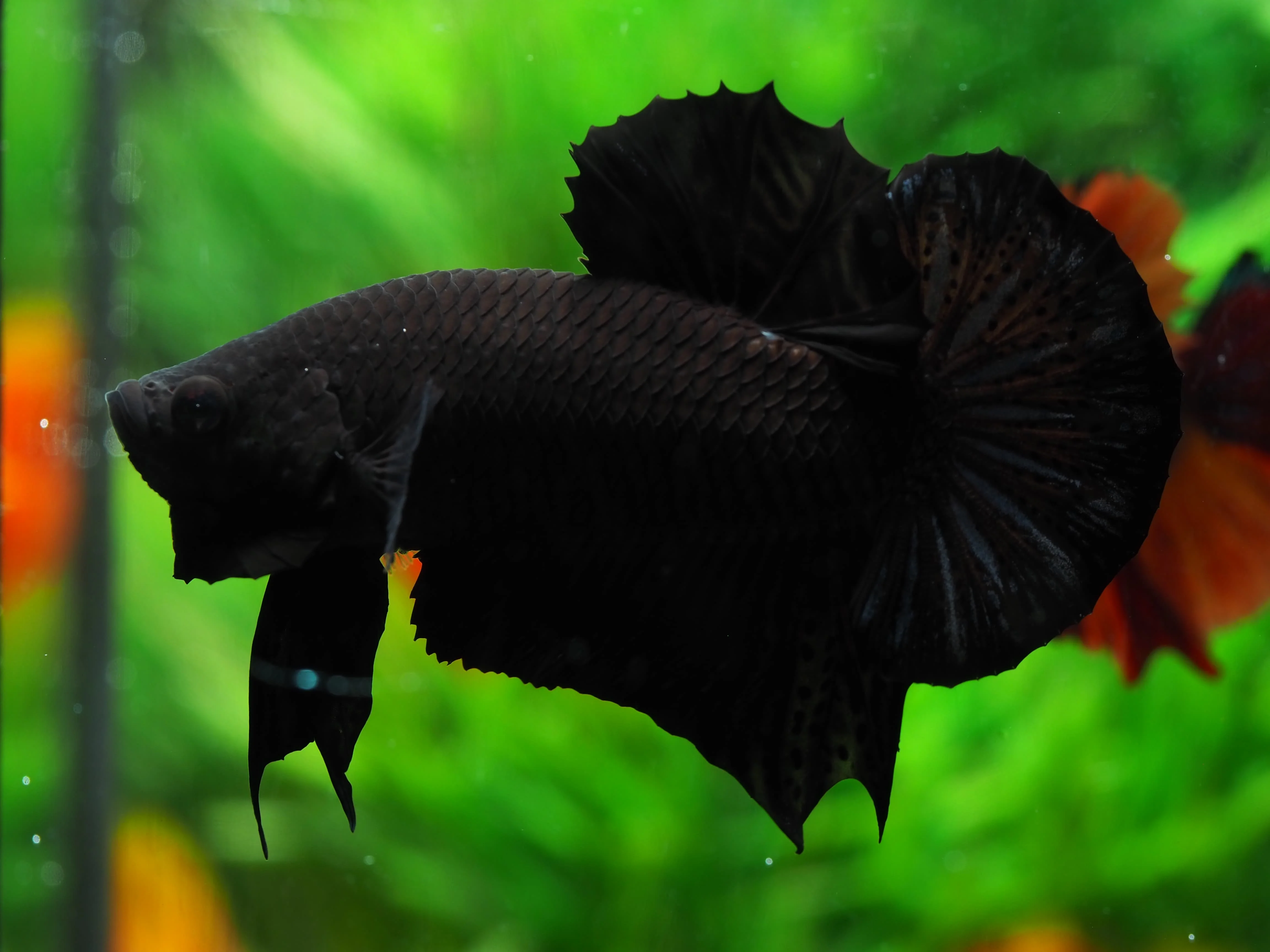 
SUPER BLACK HMPK BETTA - Multicolor Thailand Betta Fish Premium Quality Plakat Siamese Fighting Fish Ornamental Aquariums 