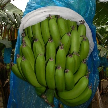 Зеленый свежий банан кавендиш мягкий и сладкий банан havested во Вьетнаме от компании WIT