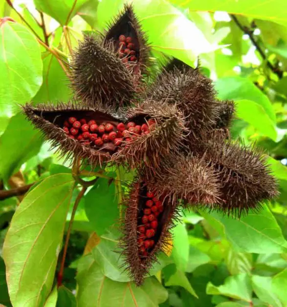 Сравнительный пищевой цвет Annato MS ANNA + 84902804571