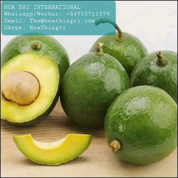 Fuerte Type Common Cultivation Type Vietnam Fresh Avocado For US, EU, ASIA, Market With Standard Quality And Competitive Price