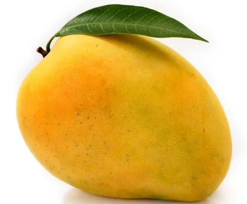 Fresh Mango High Quality Vietnam Fresh Fruit Mango Cheap Price