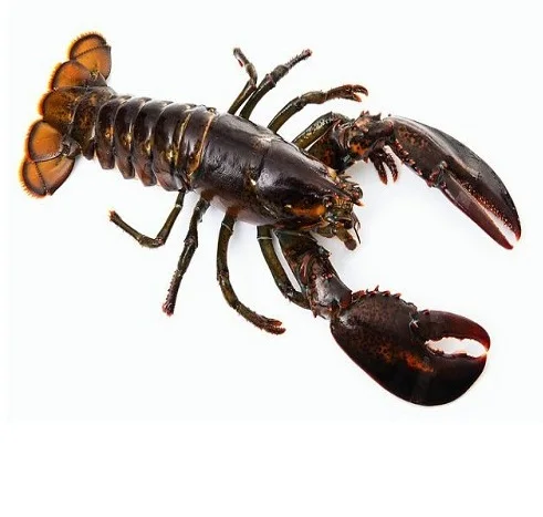 Live Canadian Lobsters, Frozen Lobster Tails For Sale