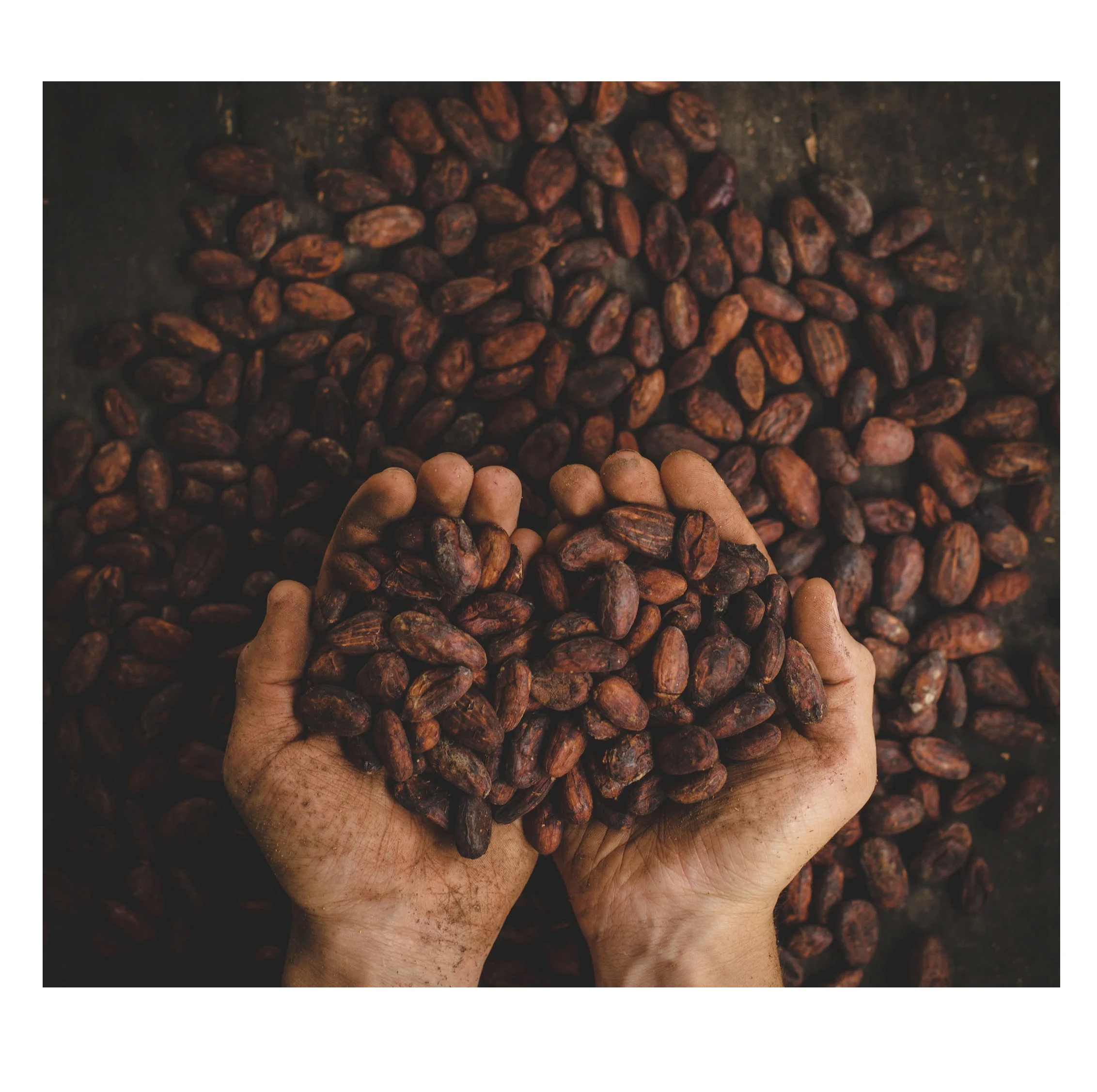 
Best Factory Price Of COCOA BEANS Available In Bulk Stock With Custom Packing 