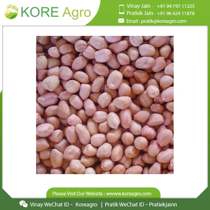  100% органический обычный выращиваемый натуральный сушеный арахис Java индийский заземляющий орех индийское производство и поставщик